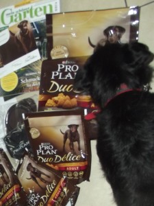 Der kleine Hund beschnuppert die Tüten neugierig, aber mit gewisser Vorsicht.