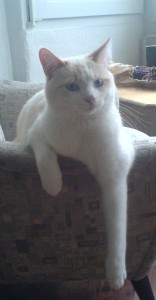 Sugar2