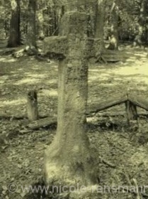 Der Krammetsvogel Historische Kurzgeschichte