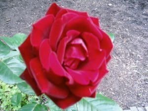 Meine rote Rose.