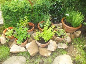 Mein kleiner Kräutergarten 2015