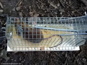 Mit der Lebendfalle lassen sich die Mäuse prima einfangen - leider nur eine nach der anderen.