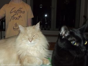 Nicht alle Kater sind schwarz