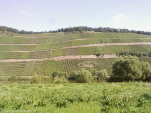 Weinberg Mosel 