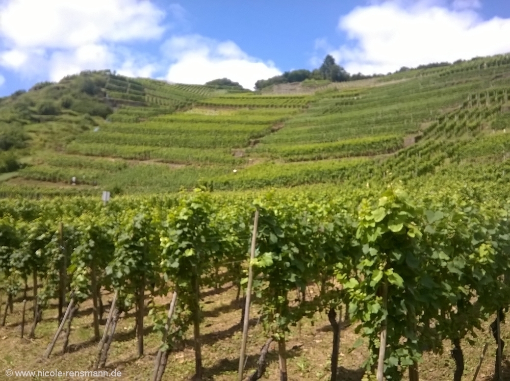 ... supergutes Wetter und überall Wein.