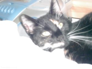 Lilly / Mai 2005 - 07.07.2017